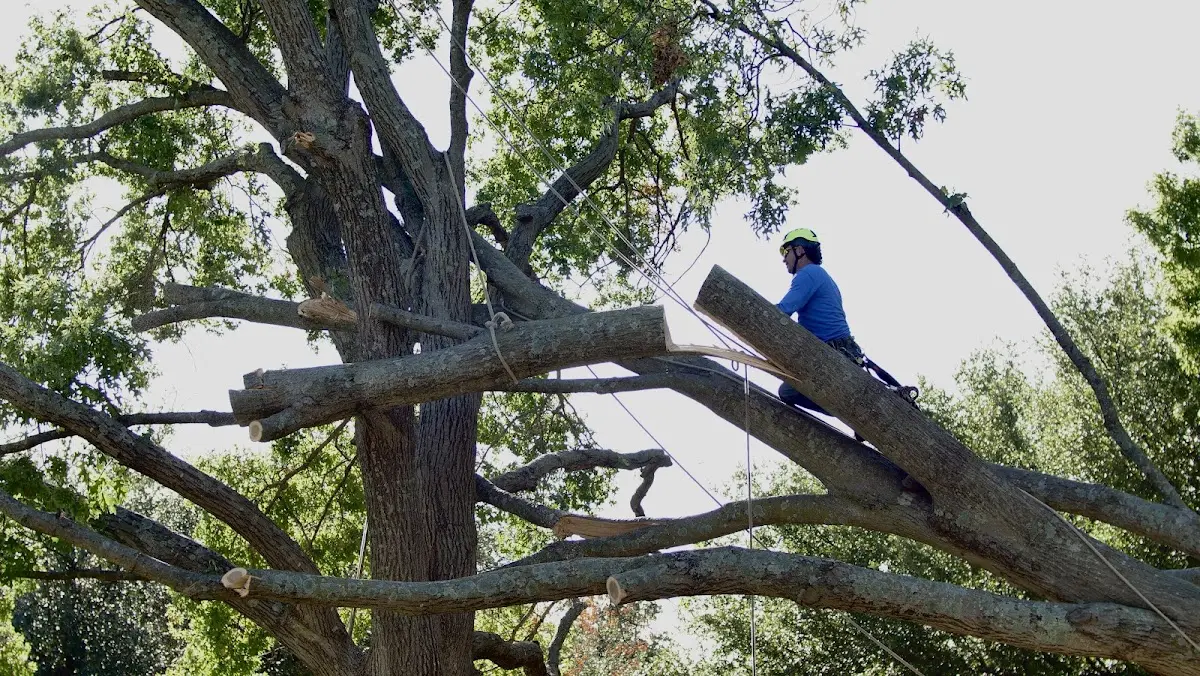 Professional Crown Thinning performed by certified arborists in Warrensville