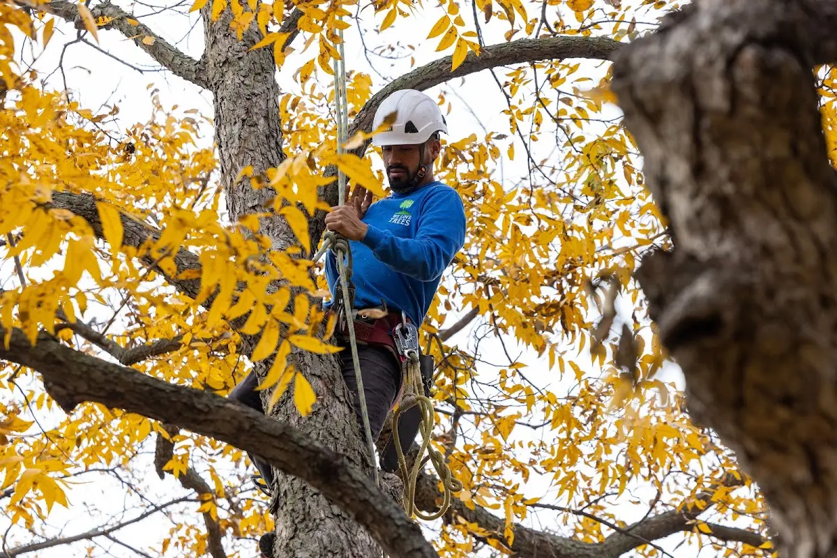 Skilled Tree Planting crew working in Warrensville